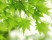 季節 picture